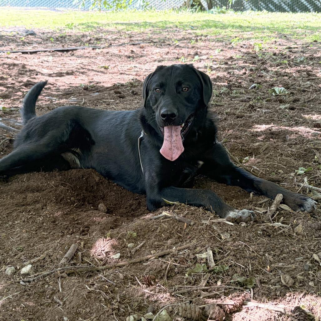 Enlarge Shadow, a Adoptable mixed breed in Woodinville, WA image 2/3