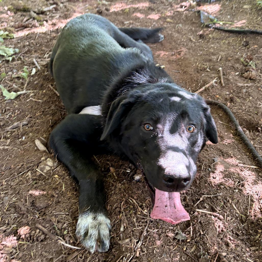 Enlarge Shadow, a Adoptable mixed breed in Woodinville, WA image 3/3