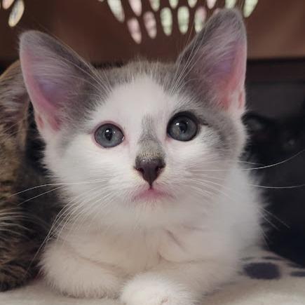 Enlarge Earl Gray, a Adoptable Domestic Medium Hair in Grand Island, NE image 1/1