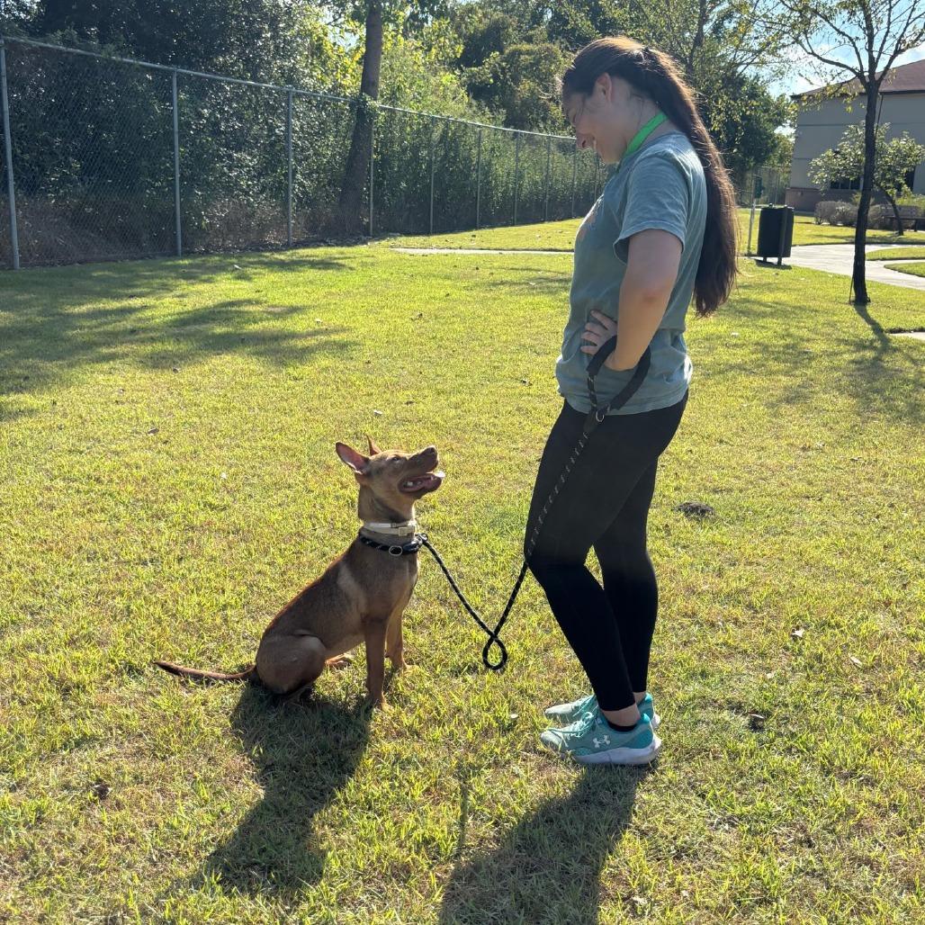 Roux (Gumbo), Adoptable, Young Female German Shepherd Dog.
