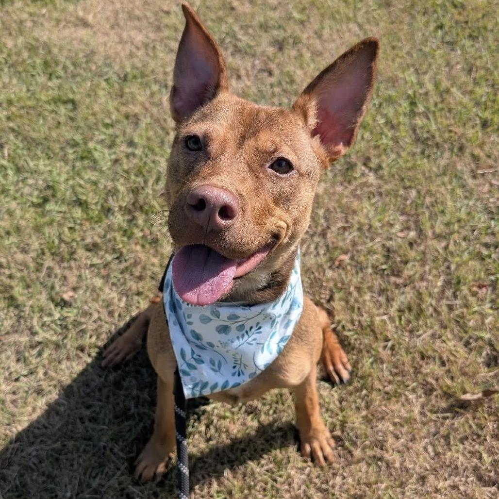 Roux (Gumbo), Adoptable, Young Female German Shepherd Dog.