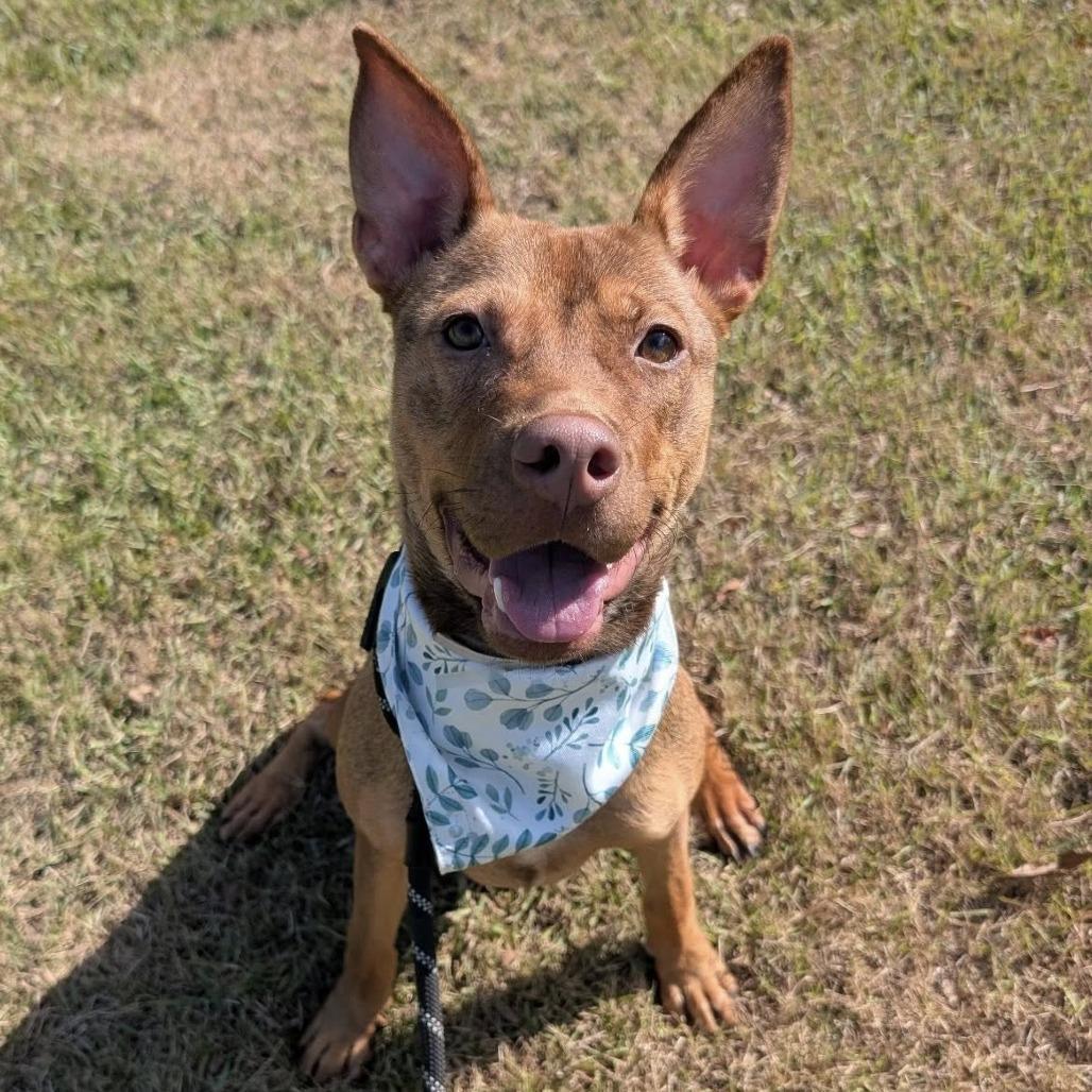 Roux (Gumbo), a Adoptable German Shepherd Dog in Pittsburgh, PA image 6/6