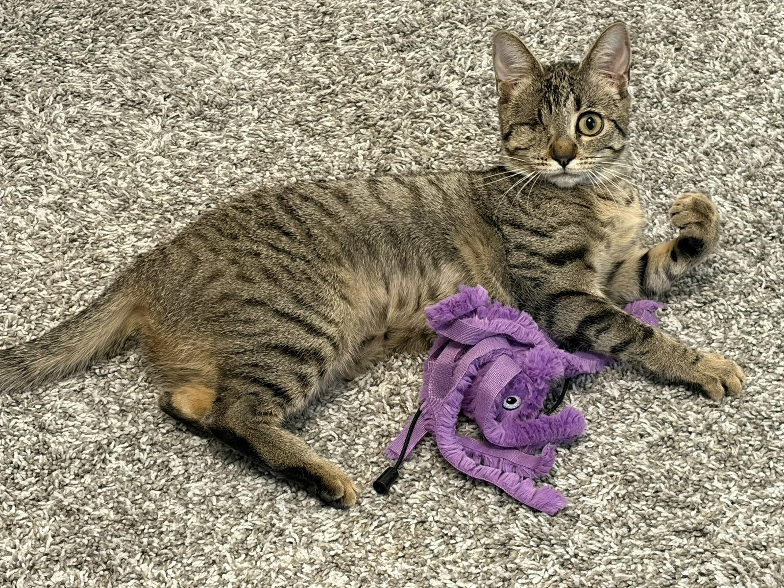 Nica, Adoptable, Young Female Domestic Short Hair.
