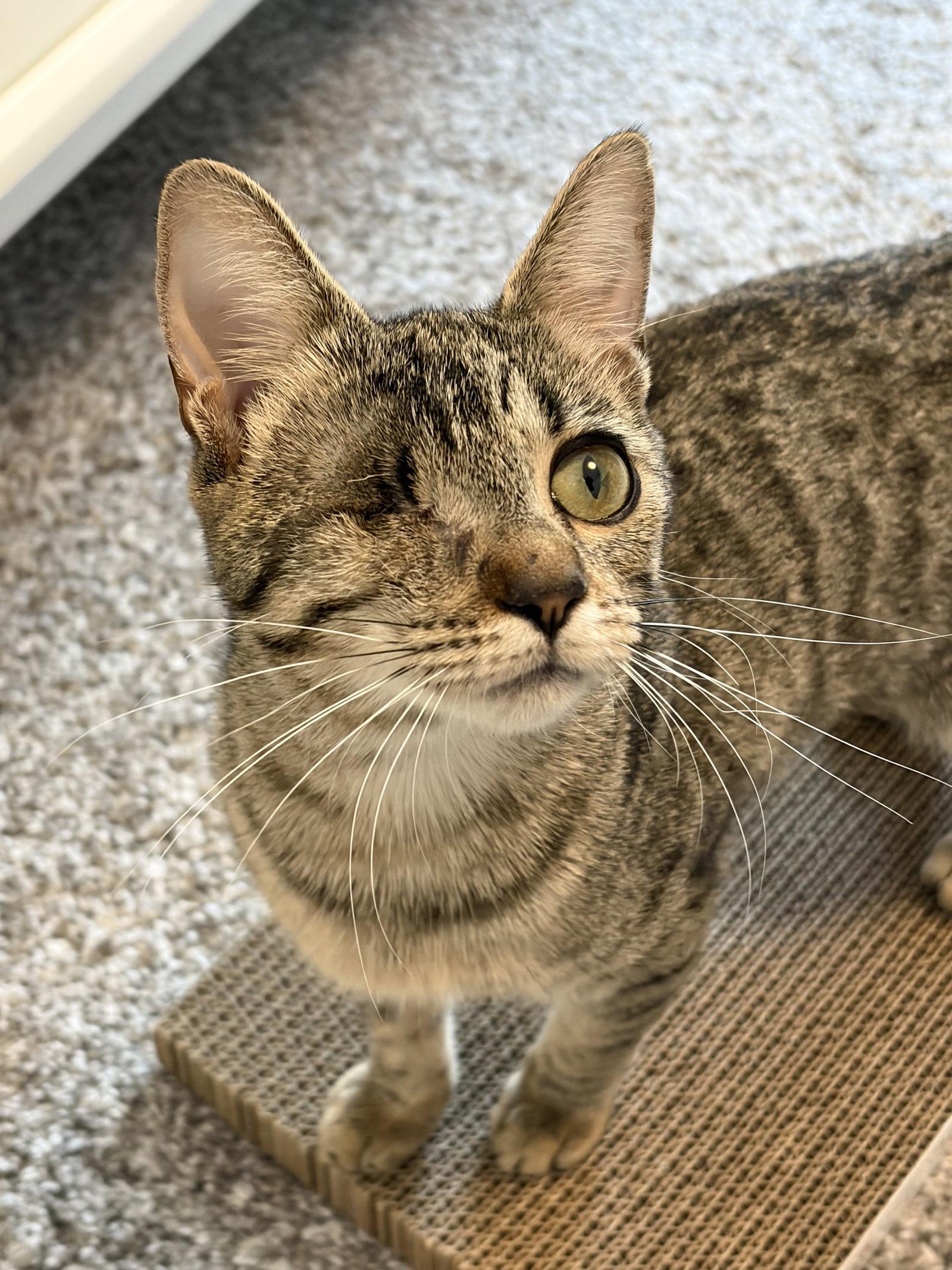 Enlarge Nica, a Adoptable Domestic Short Hair in Dripping Springs, TX image 1/2