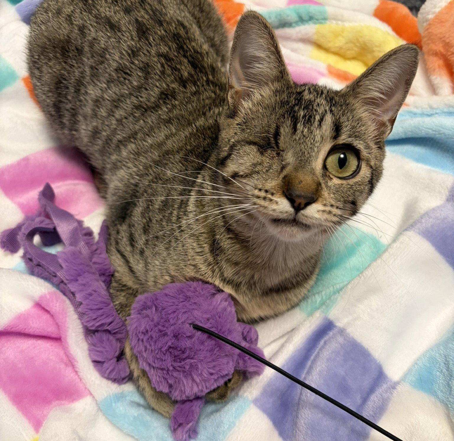 Enlarge Nica, a Adoptable Domestic Short Hair in Dripping Springs, TX image 3/3