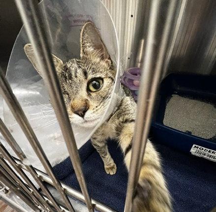 Enlarge Nica, a Adoptable Domestic Short Hair in Dripping Springs, TX image 2/2