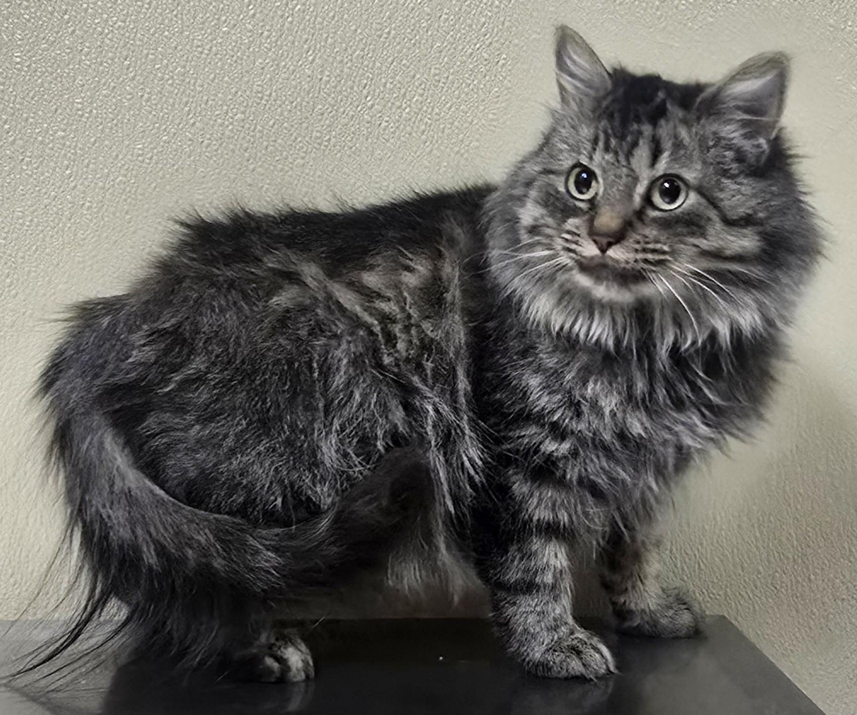 River, adoptable, Young Female Domestic Medium Hair & Tabby.
