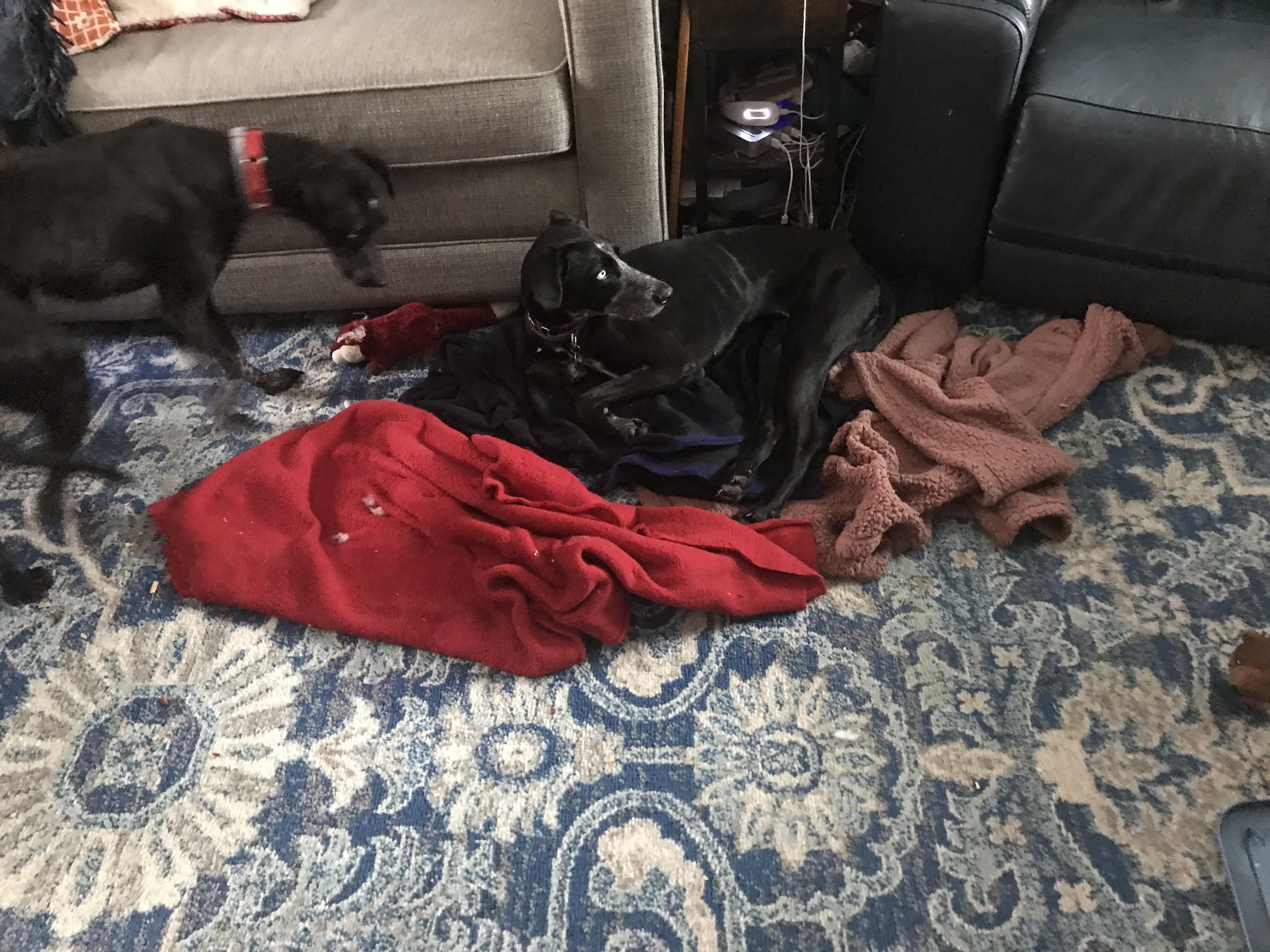 Ebony, Adoptable, Young Female Labrador Retriever.