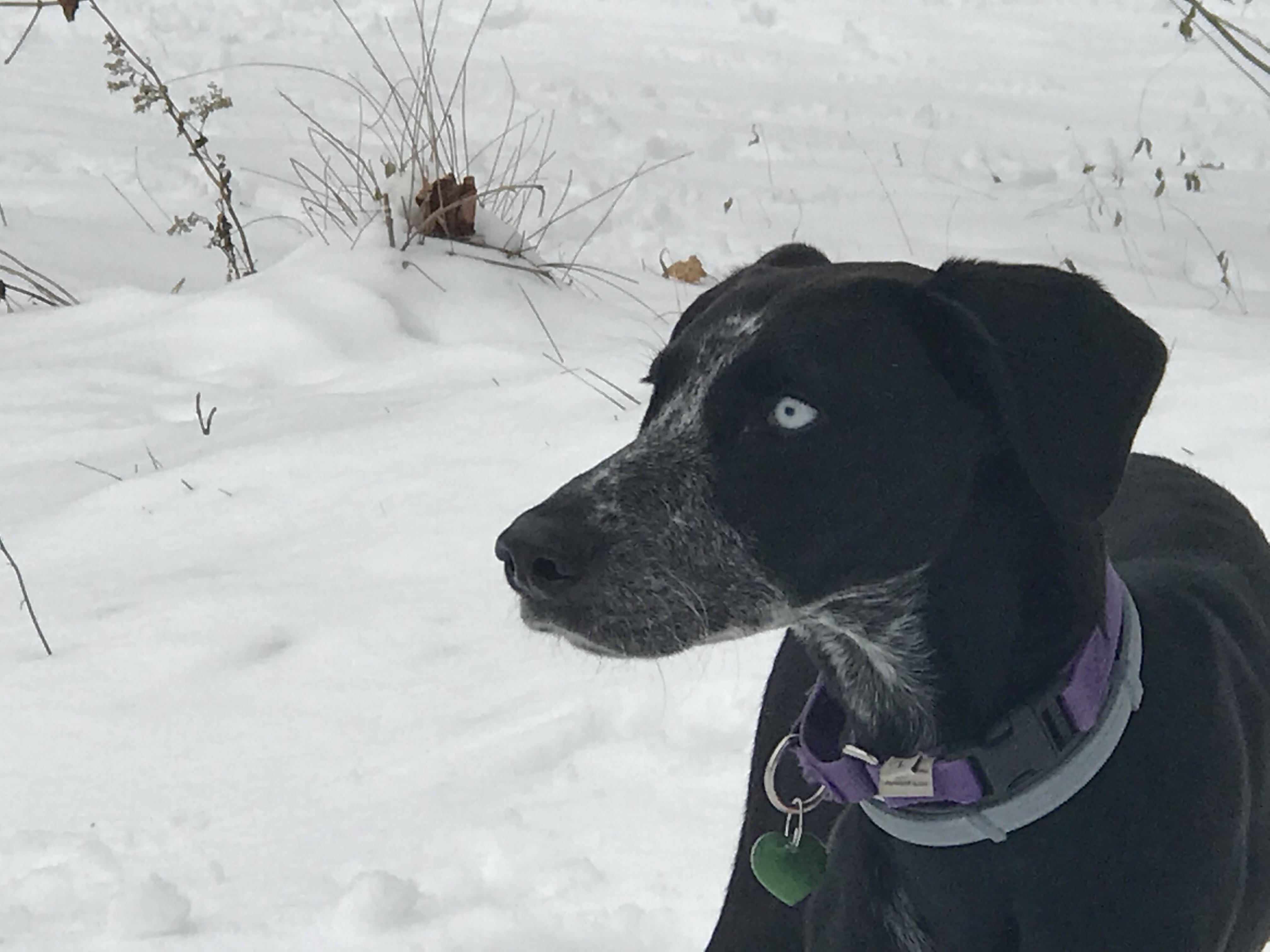 Enlarge Ebony, a Adoptable mixed breed in Milford, NH image 2/6