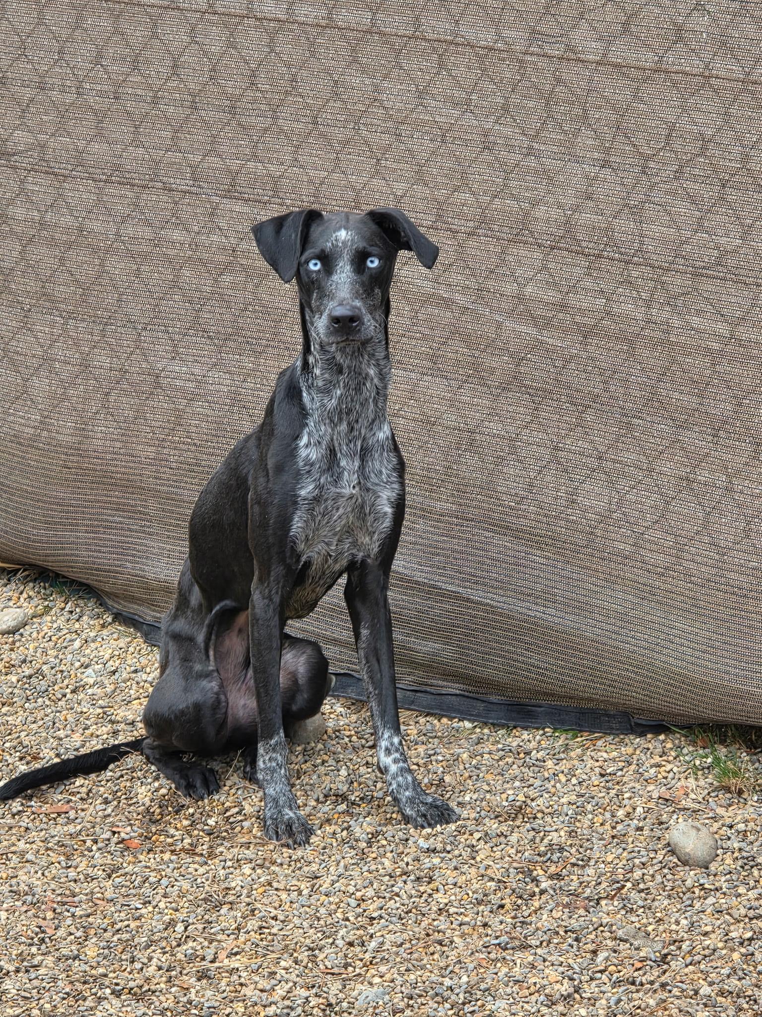 Ebony, Adoptable, Young Female Labrador Retriever.