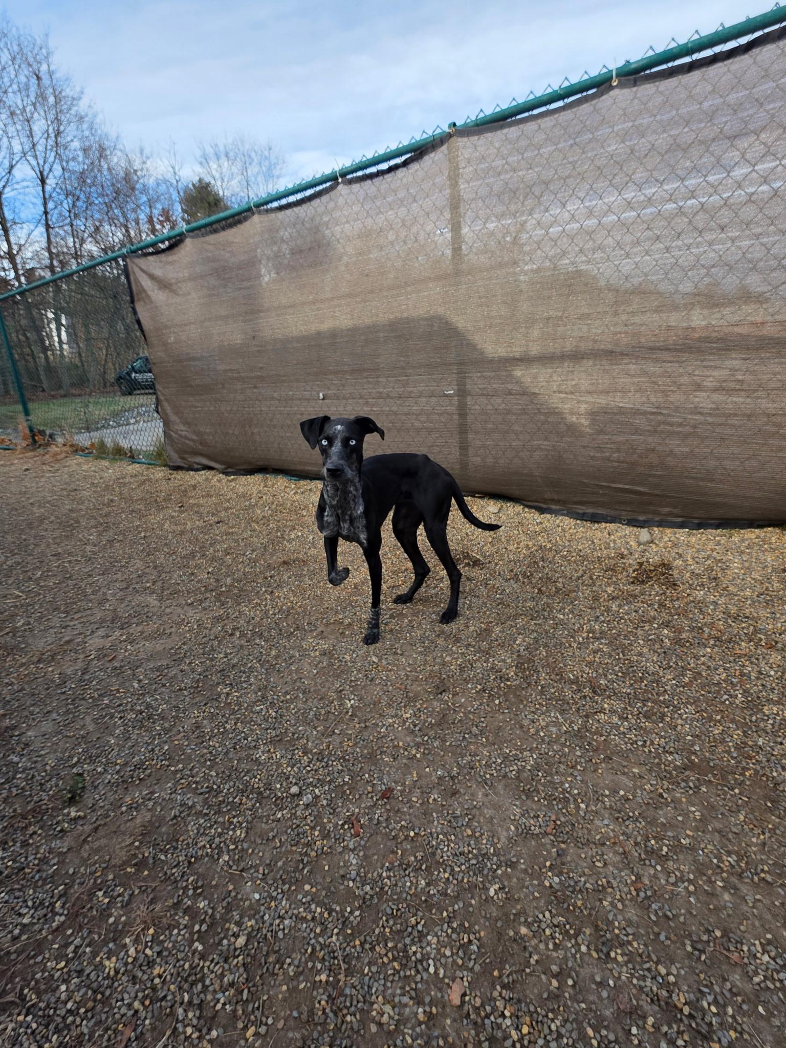 Enlarge Ebony, a Adoptable mixed breed in Milford, NH image 6/6