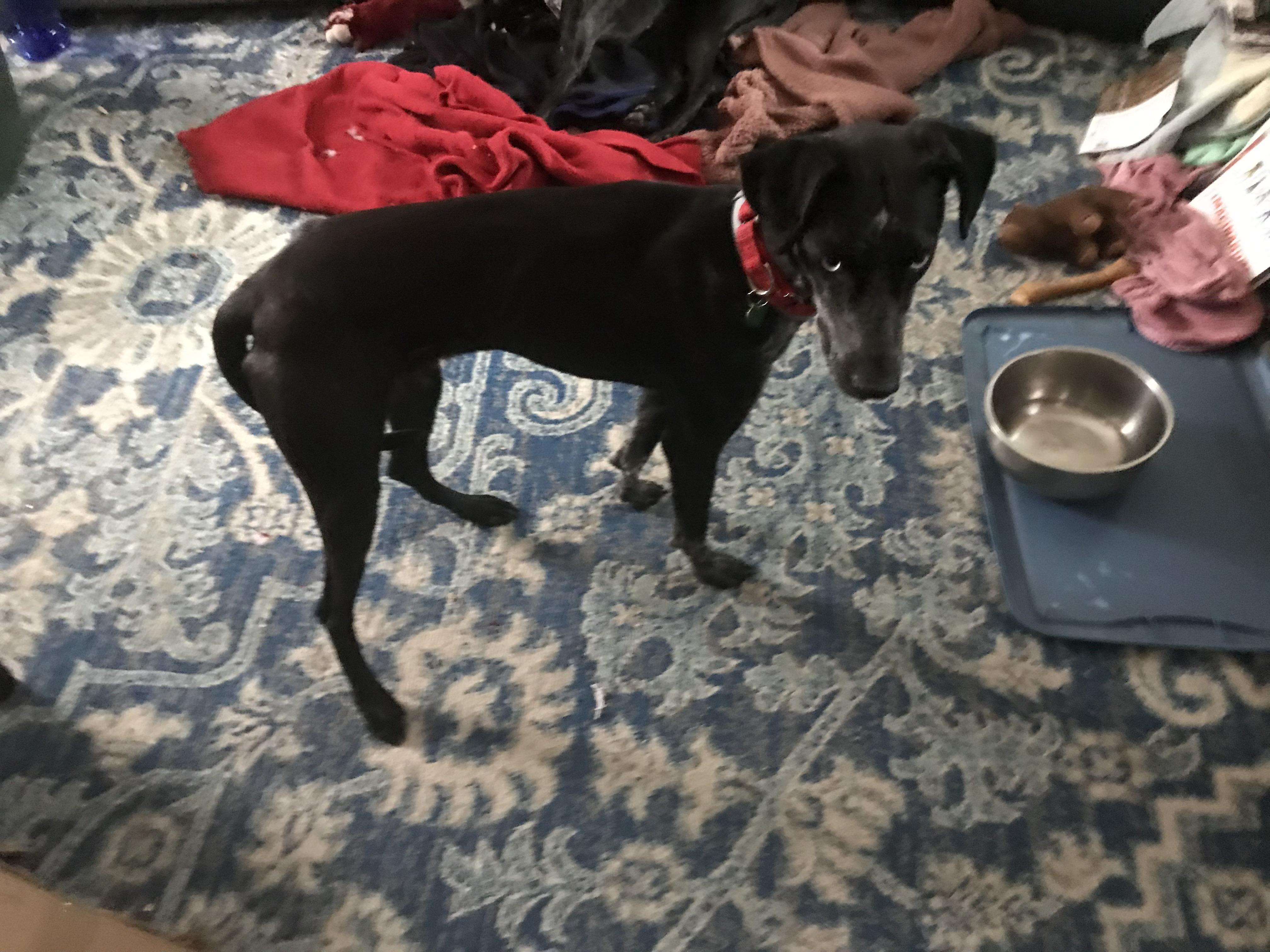 Enlarge Ebony, a Adoptable mixed breed in Milford, NH image 5/6