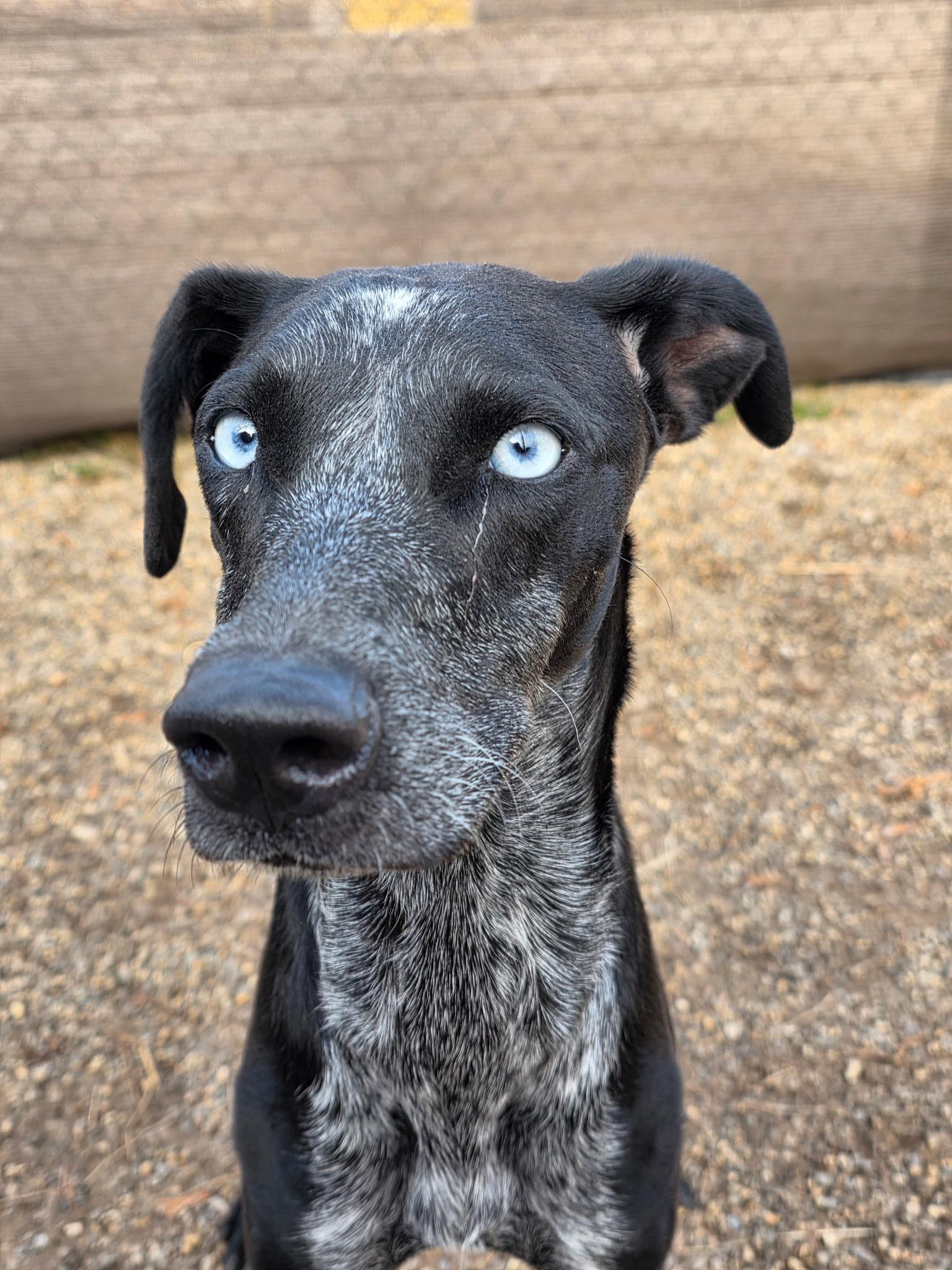 Enlarge Ebony, a Adoptable mixed breed in Milford, NH image 3/6