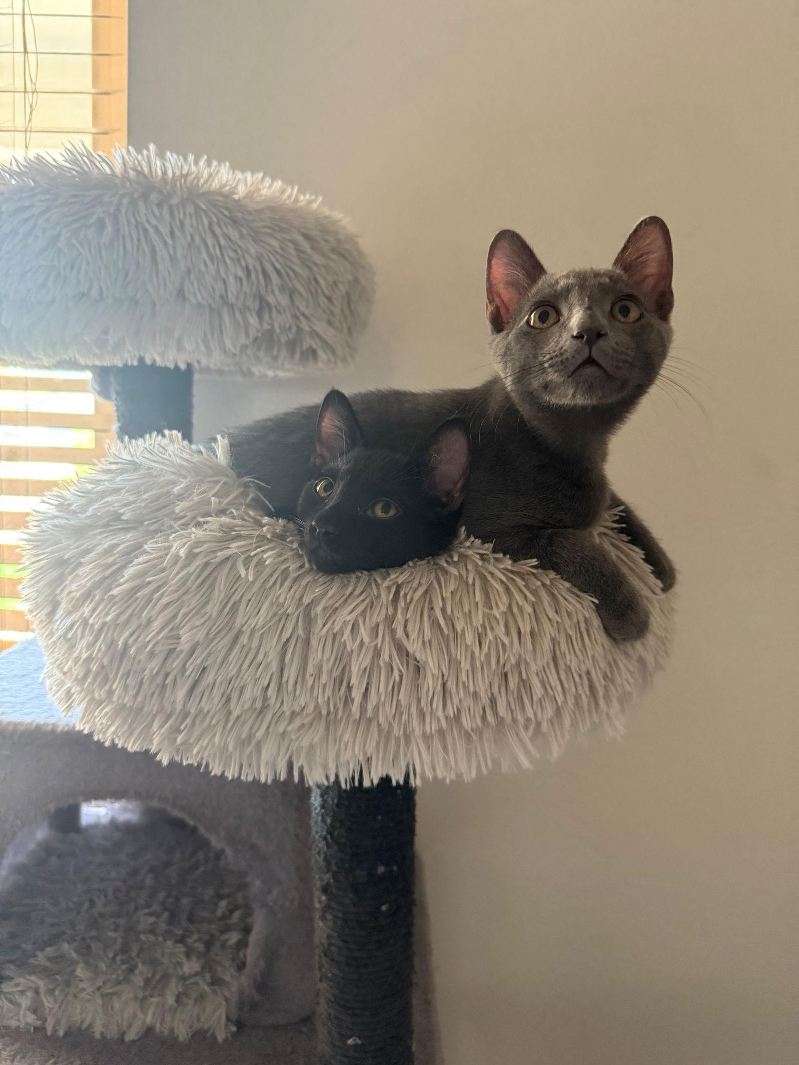 Calypso, Adopted, Young Male Domestic Short Hair.