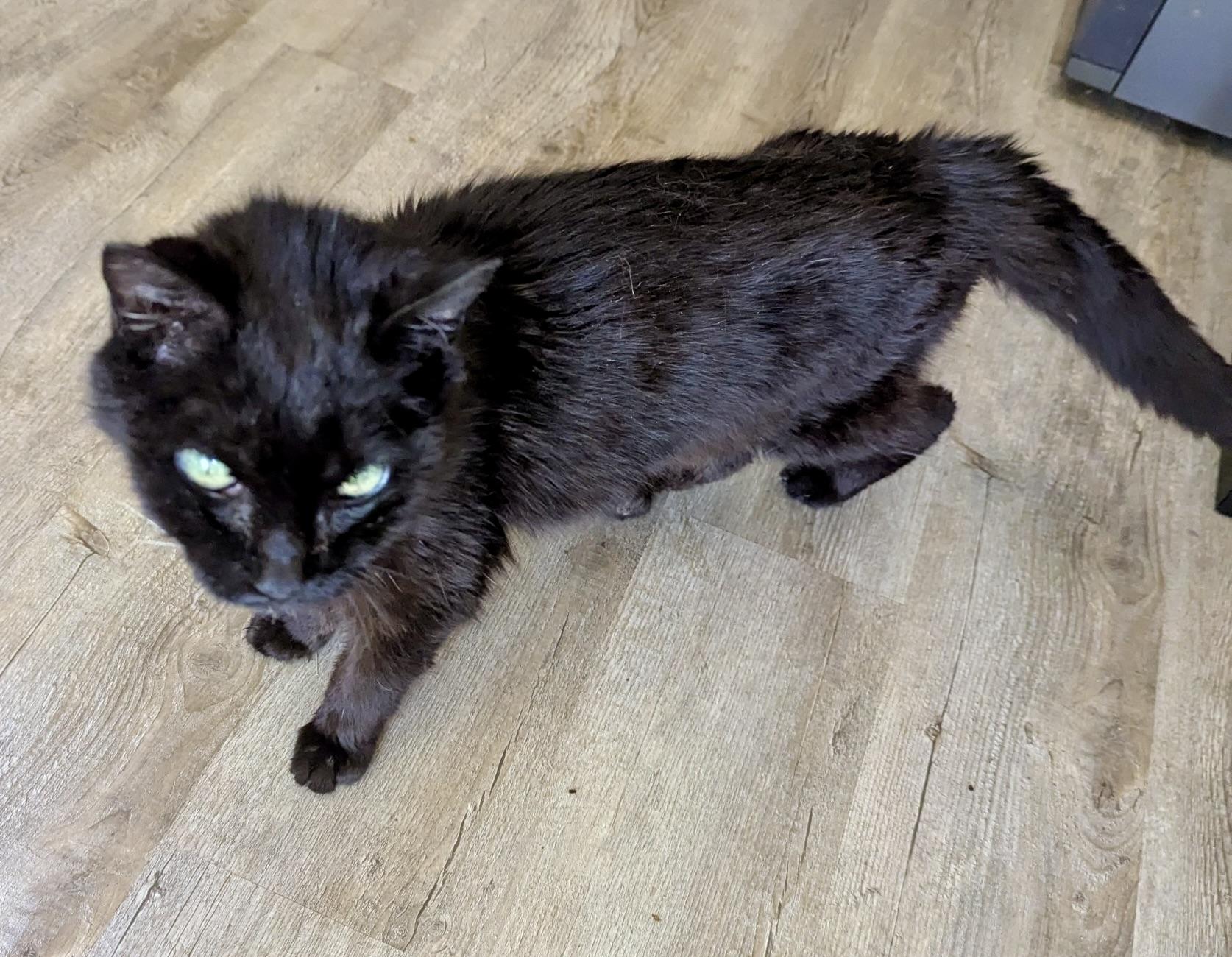 Little Miss, a Adoptable Domestic Short Hair in BLACK MOUNTAIN, NC image 3/4