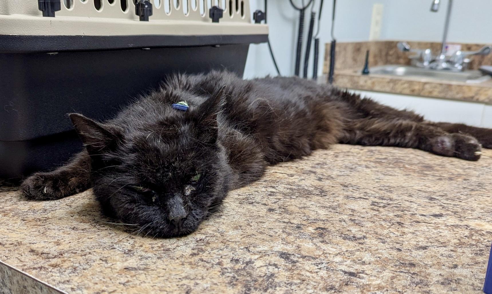 Little Miss, a Adoptable Domestic Short Hair in BLACK MOUNTAIN, NC image 4/4