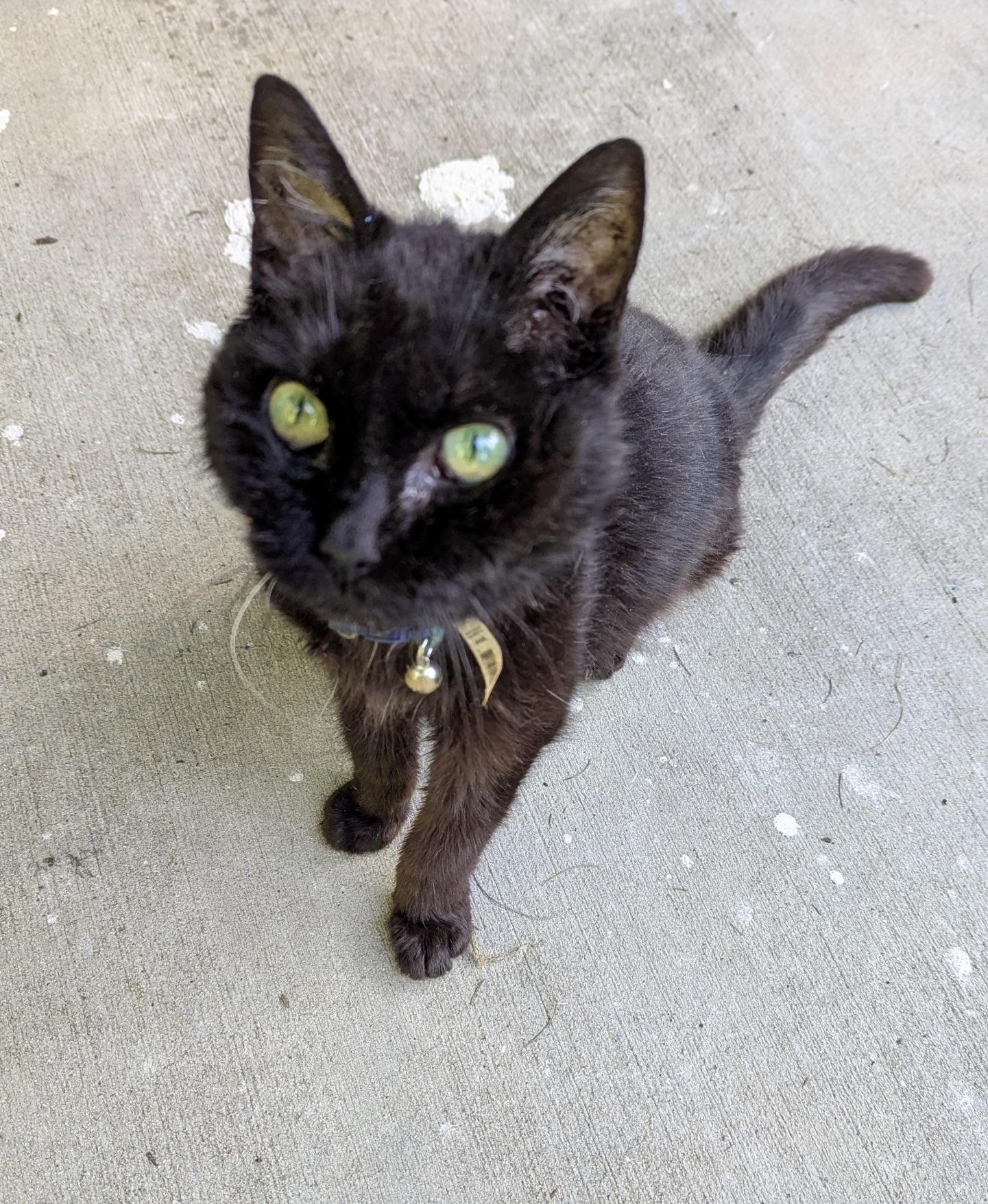 Little Miss, a Adoptable Domestic Short Hair in BLACK MOUNTAIN, NC image 1/4