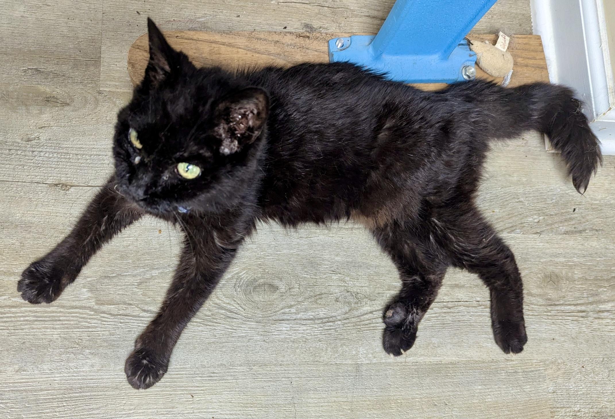 Little Miss, a Adoptable Domestic Short Hair in BLACK MOUNTAIN, NC image 2/4
