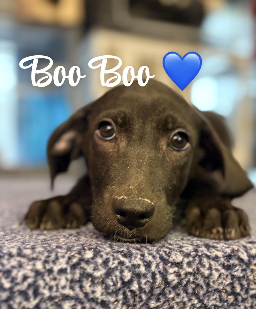 Boo Boo photo