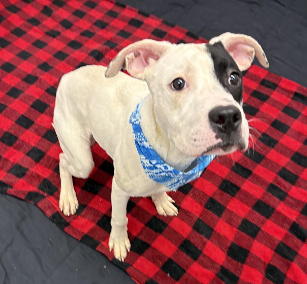 Enlarge Boody, a Adoptable mixed breed in Detroit, MI image 1/1