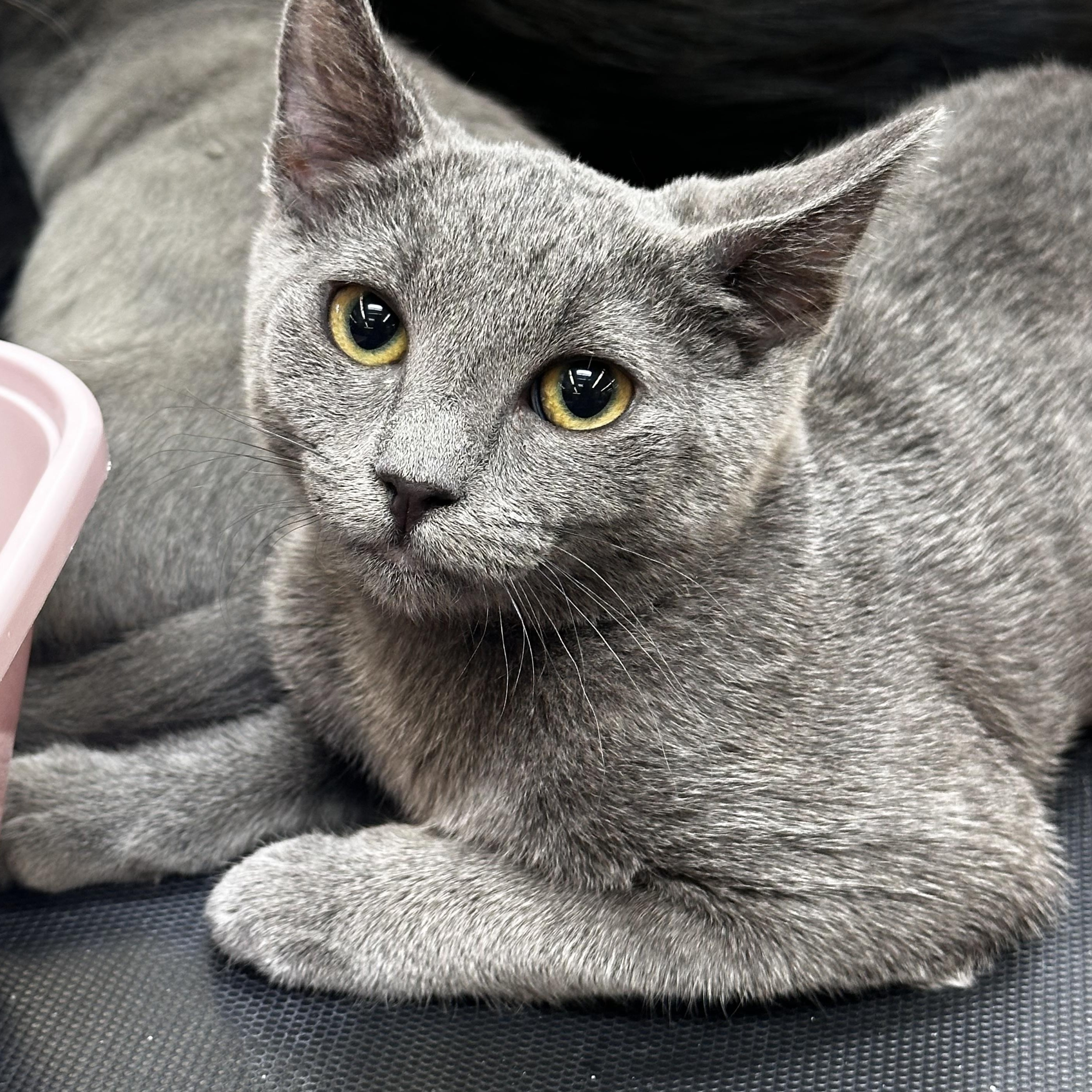 Shadow, adopted, Kitten Female Russian Blue.