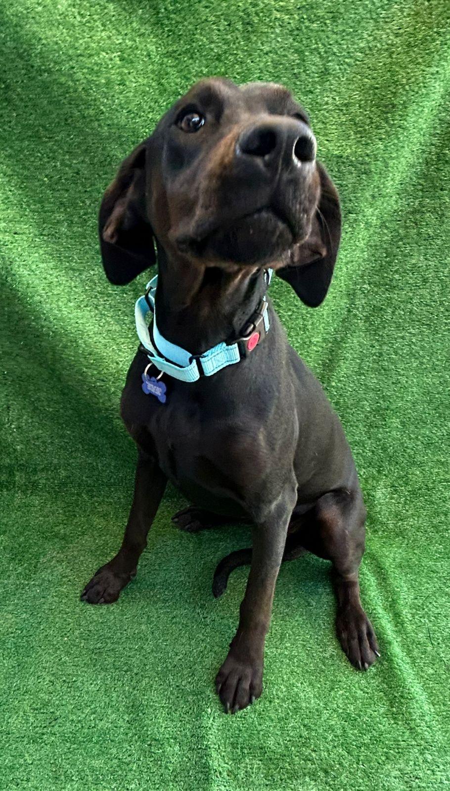 Merlina, adopted, Adult Female Weimaraner.