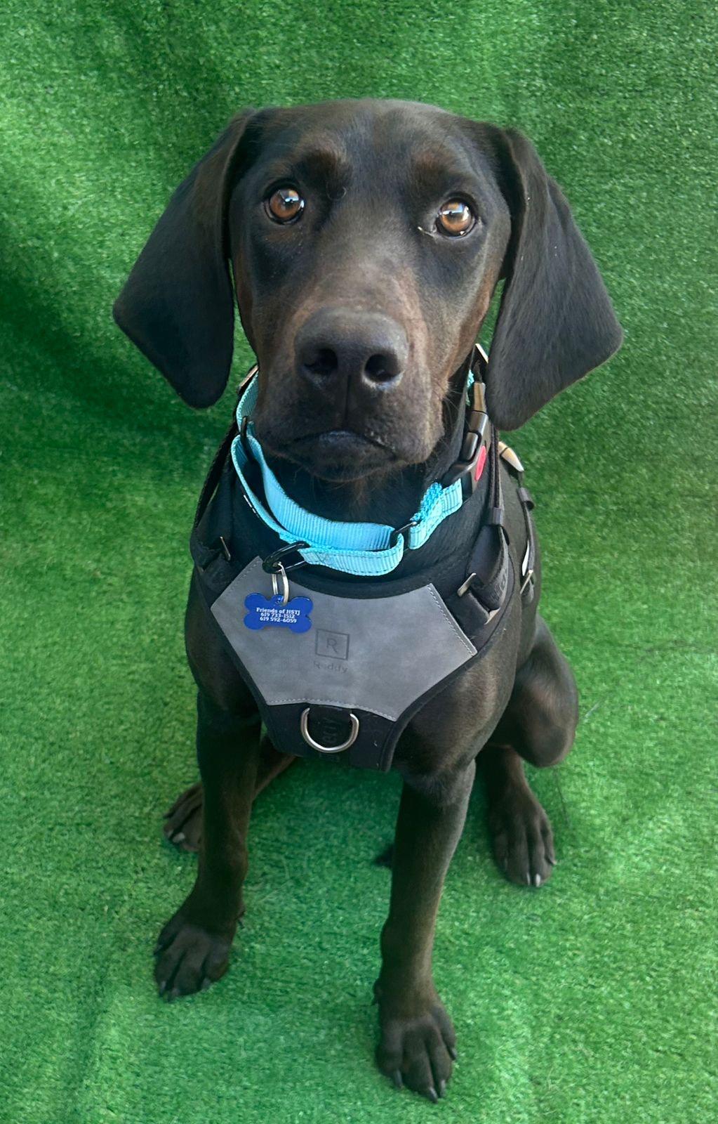 Merlina, an adopted mixed breed in San Ysidro, CA image 2/5