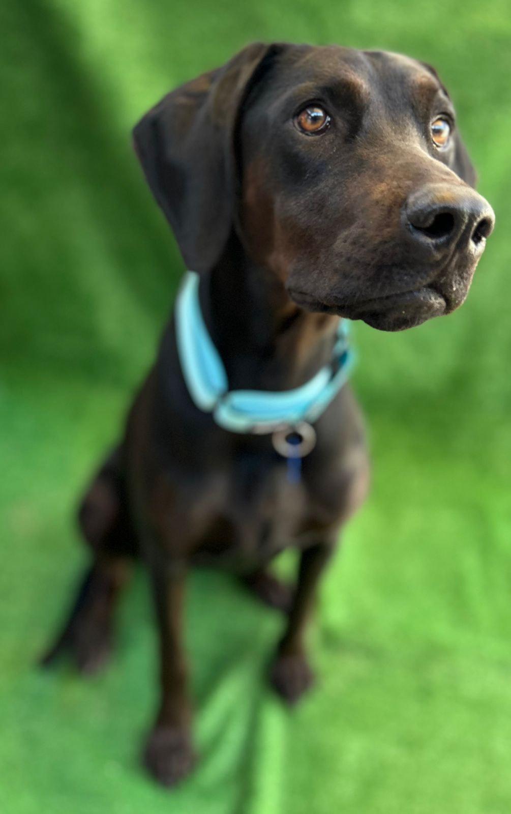 Merlina, an adopted mixed breed in San Ysidro, CA image 3/5