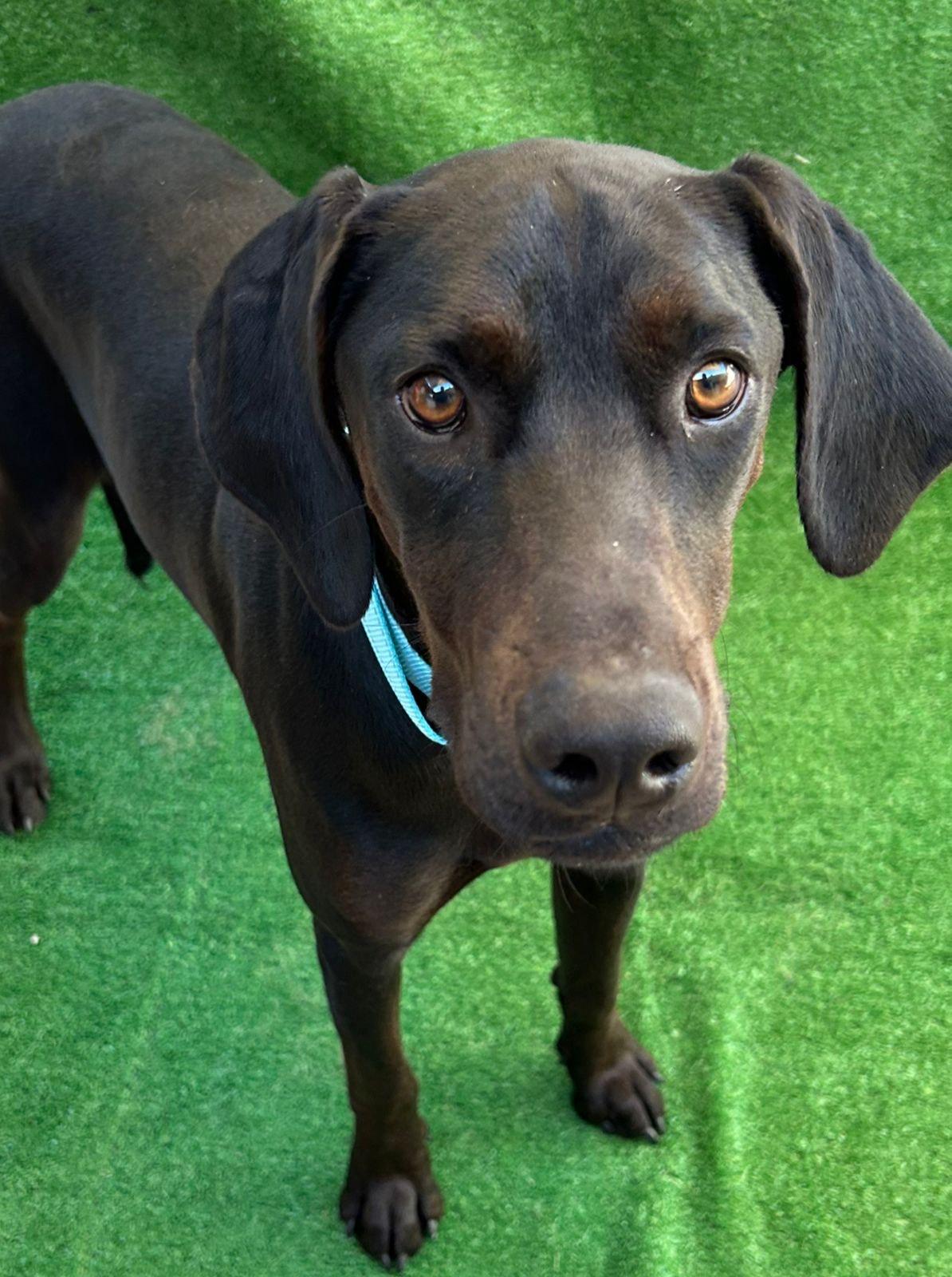 Merlina, an adopted mixed breed in San Ysidro, CA image 4/5