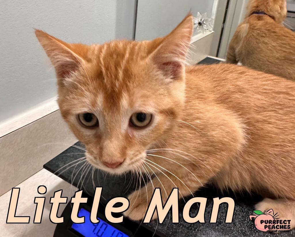 Little Man, Adoptable, Kitten Male Domestic Short Hair.
