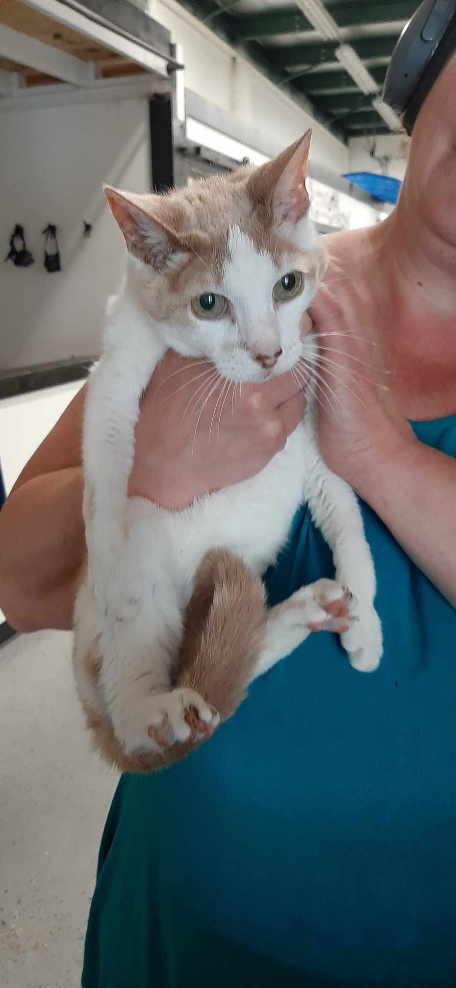 Enlarge Abby, a Adopted Domestic Short Hair in Muskego, WI image 1/2