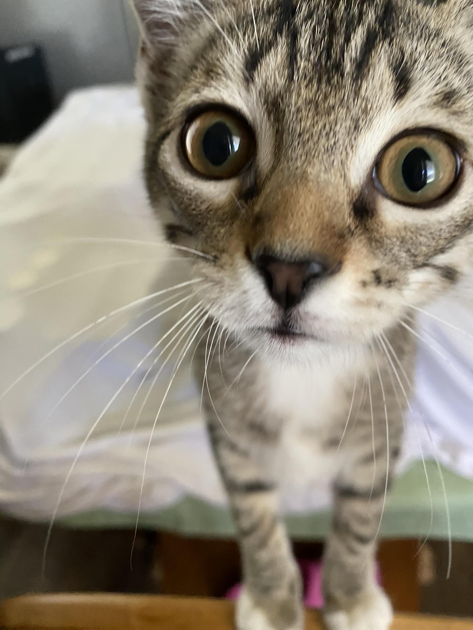 Mollie - Bellingham, WA, a Adoptable Domestic Short Hair in Bellingham, WA image 2/6