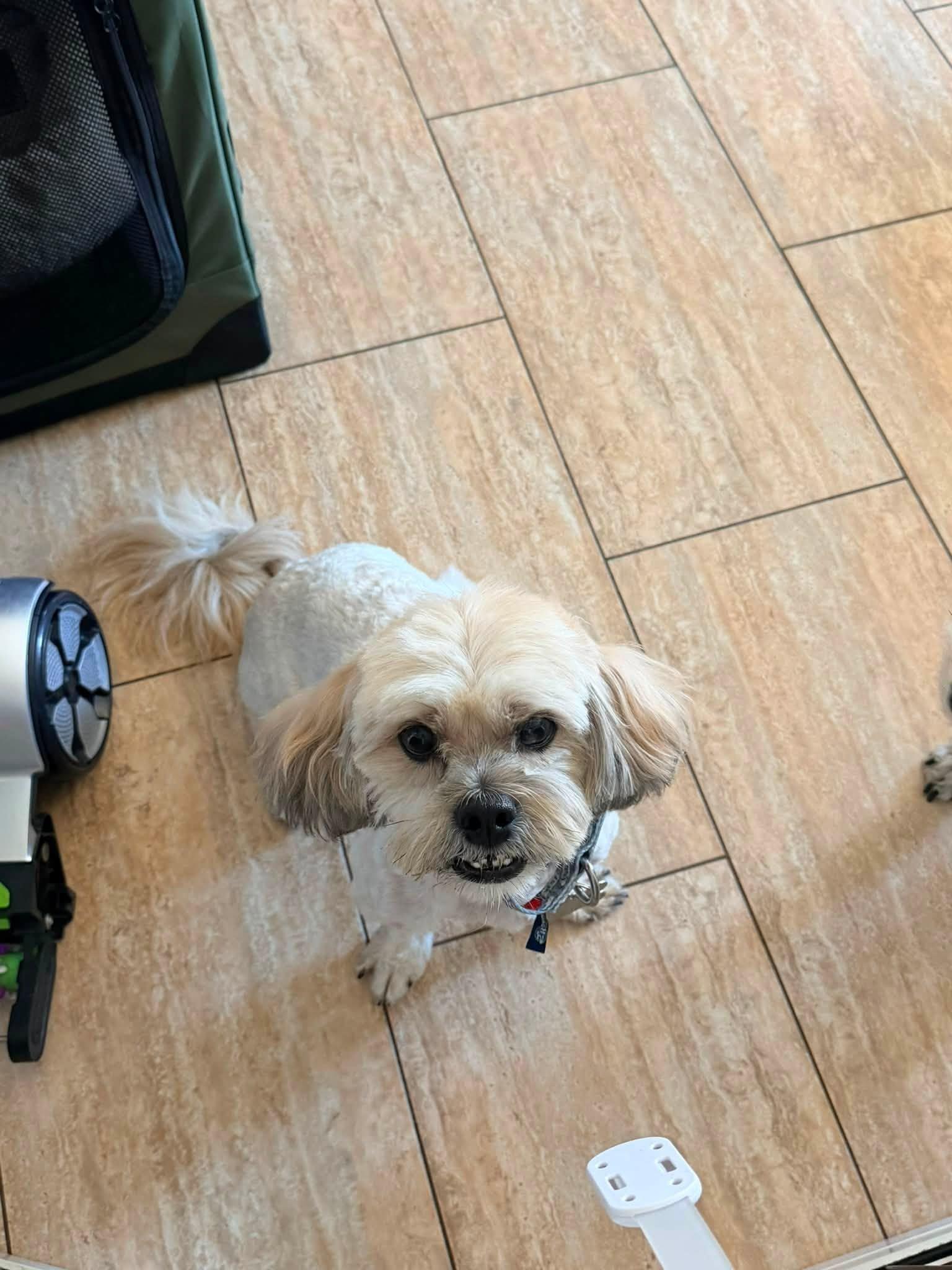 Tommy, a Adoptable Lhasa Apso in Las Vegas, NV image 1/3
