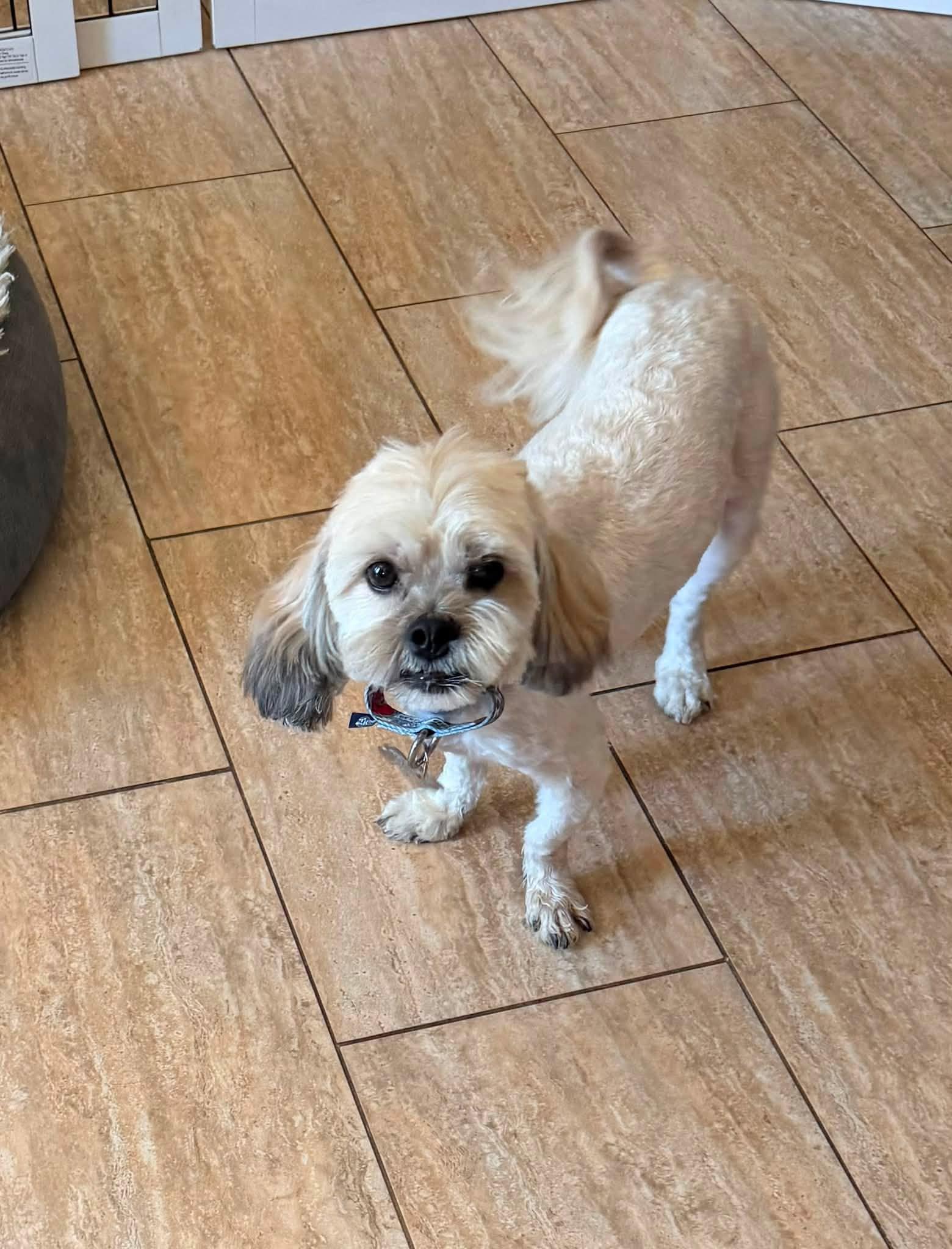 Tommy, a Adoptable Lhasa Apso in Las Vegas, NV image 2/3