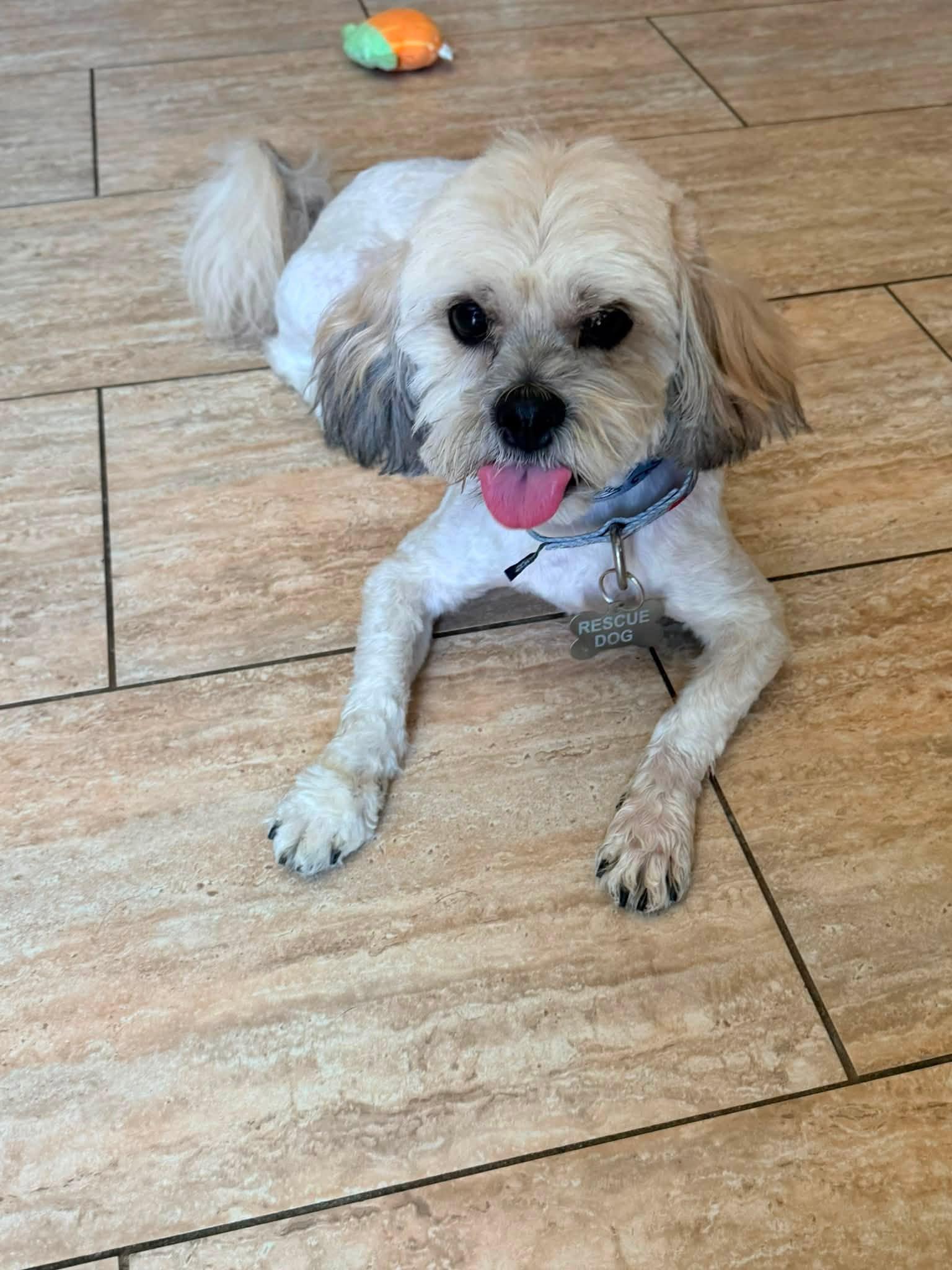 Tommy, a Adoptable Lhasa Apso in Las Vegas, NV image 3/3
