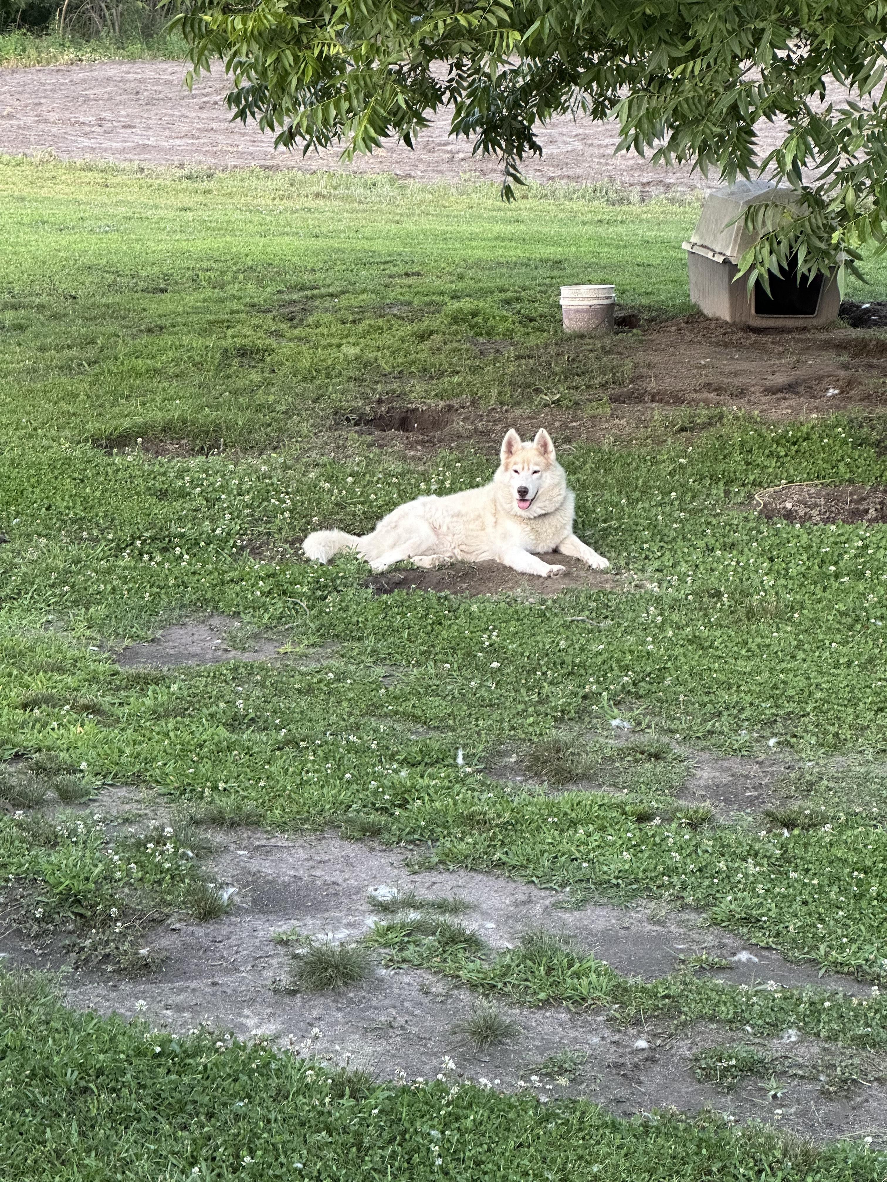 URGENT! Shadow- looking for someone to be his eyes!