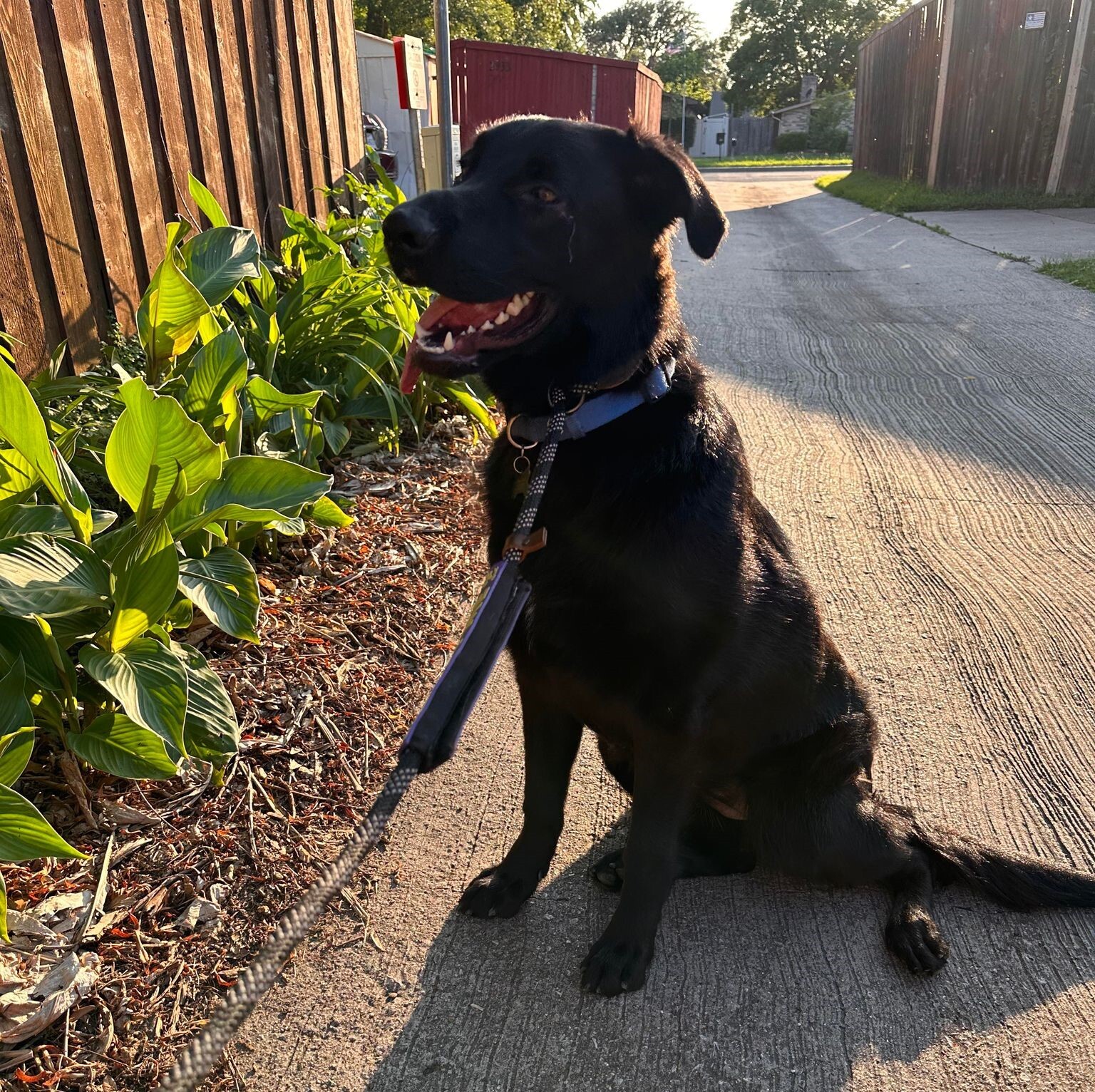 Nyx, Adoptable, Young Female Flat-Coated Retriever.