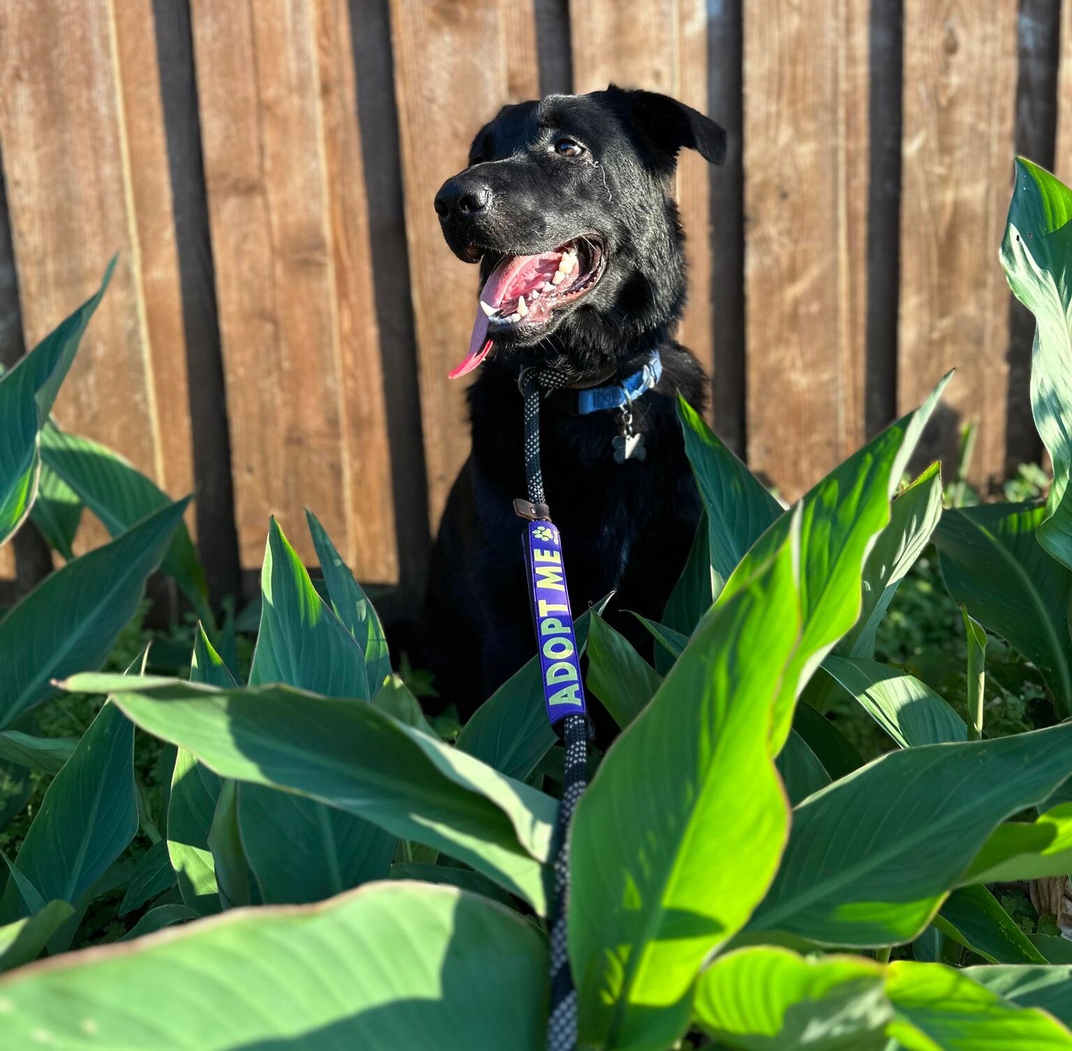 Nyx, a Adoptable mixed breed in Minneapolis, MN image 3/12
