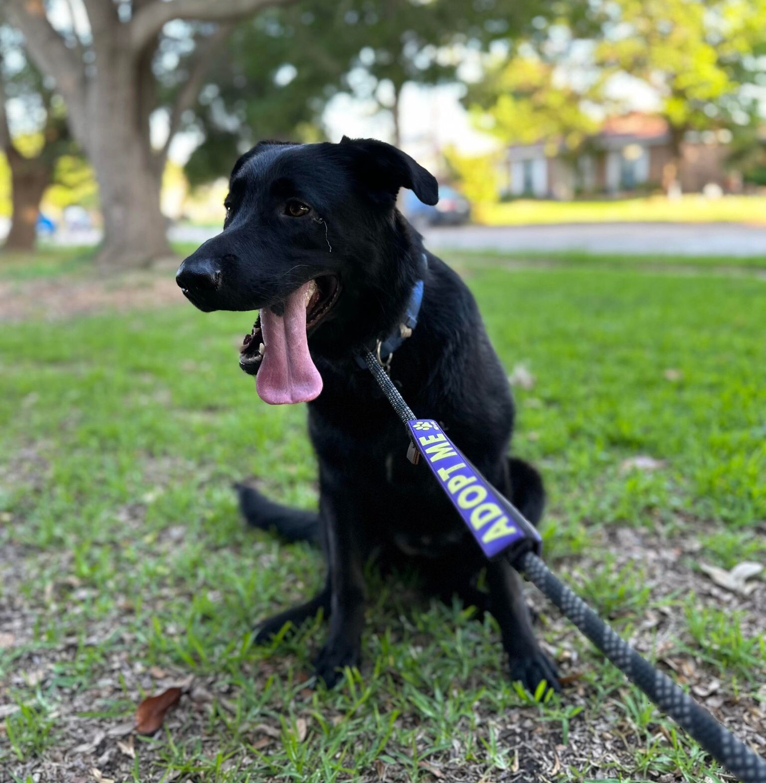 Nyx, a Adoptable mixed breed in Minneapolis, MN image 5/12