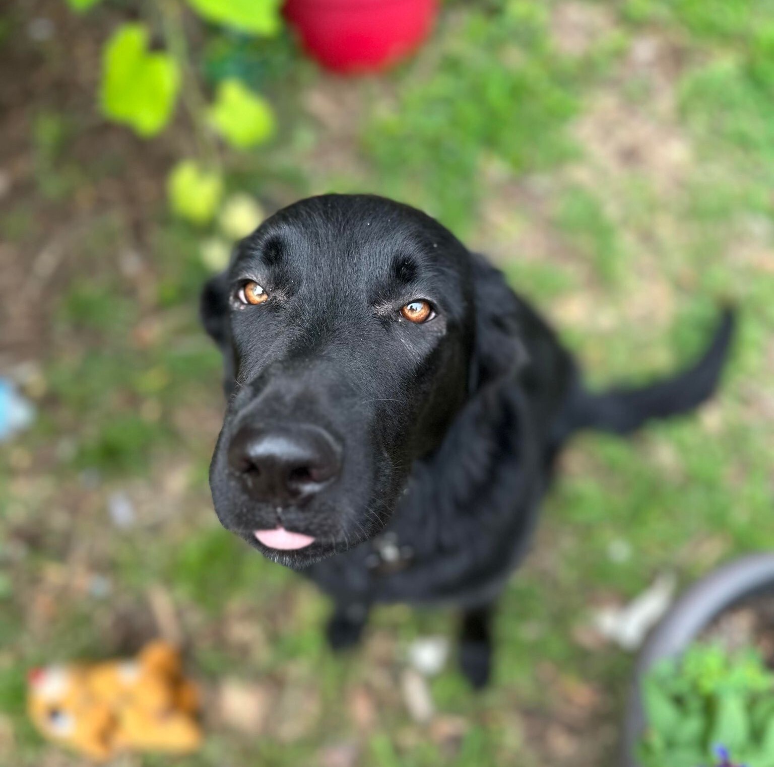Nyx, a Adoptable mixed breed in Minneapolis, MN image 6/12