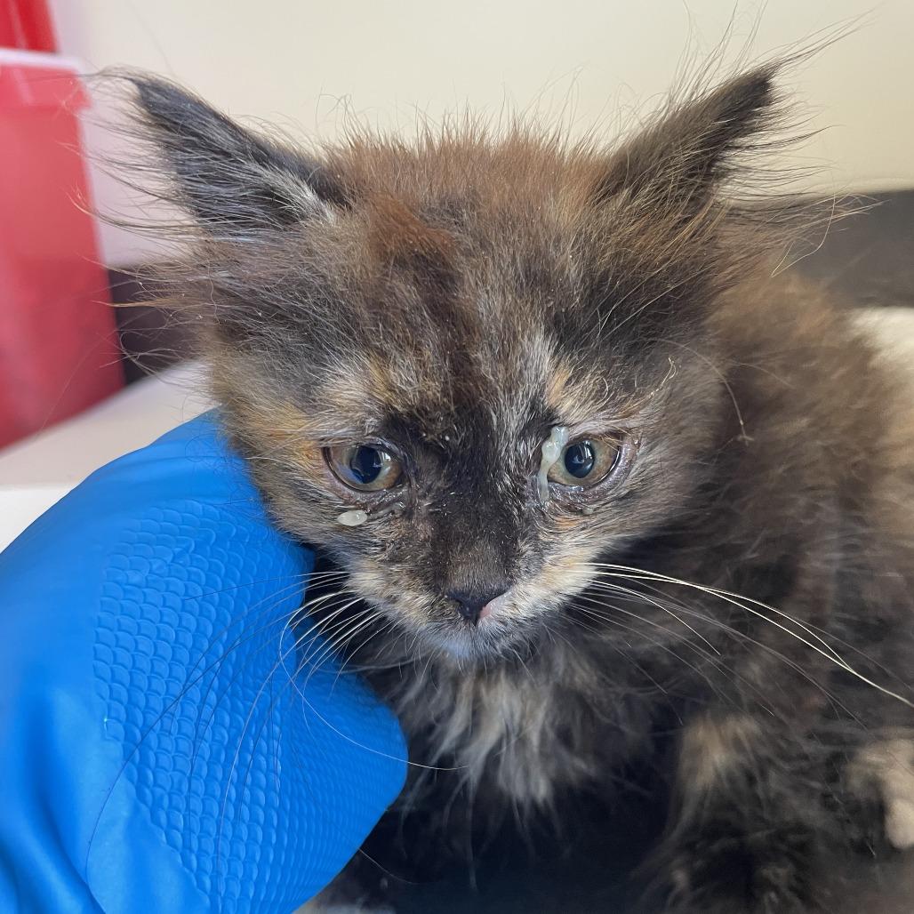 Enlarge Kitten 1, a Adoptable Domestic Medium Hair in Red House, WV image 1/1