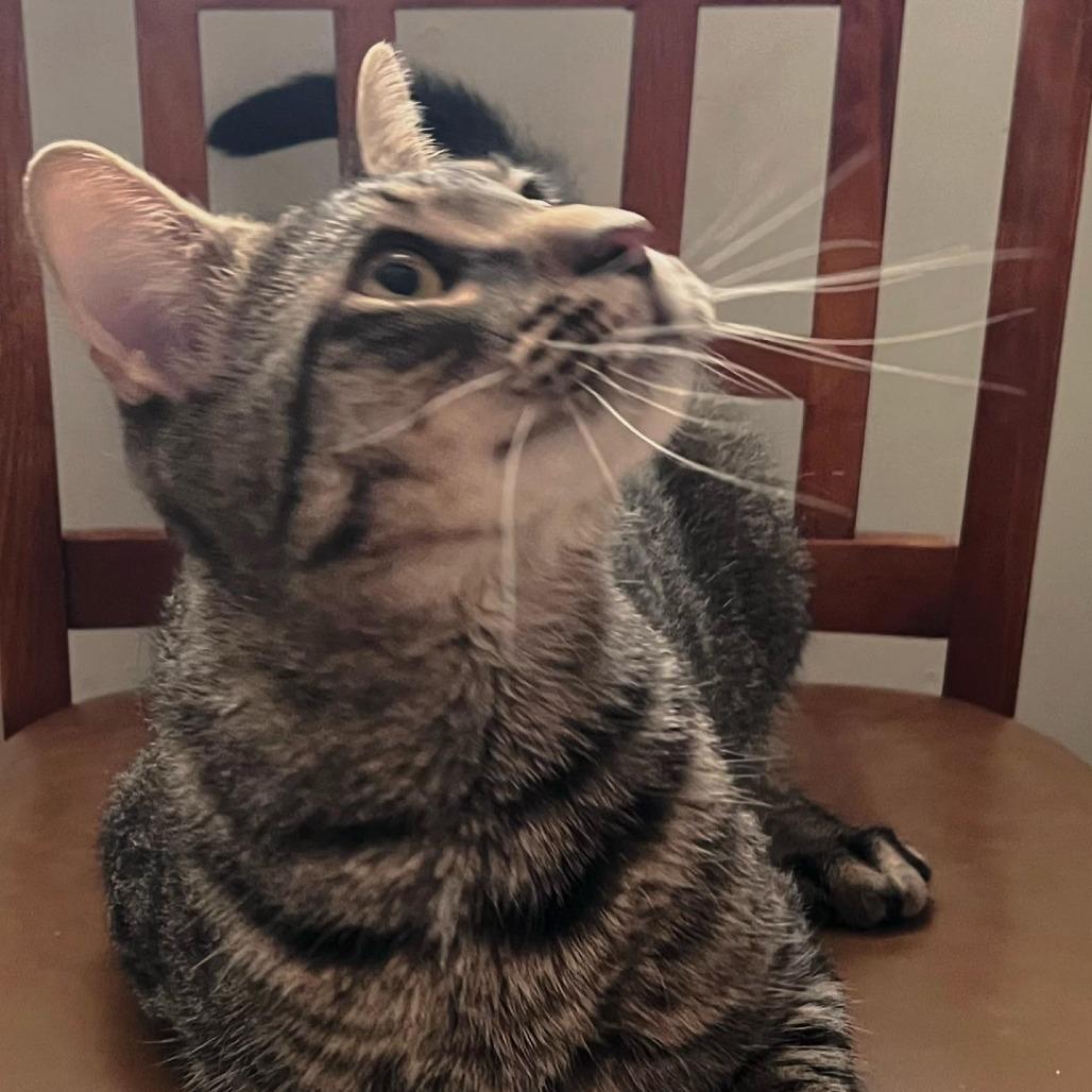 Enlarge Milo, a Adoptable Domestic Short Hair in Brooklyn, NY image 1/6