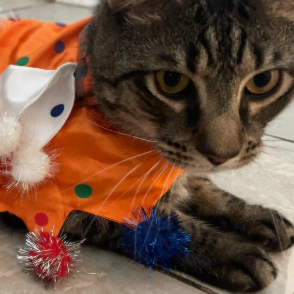 Enlarge Milo, a Adoptable Domestic Short Hair in Brooklyn, NY image 2/6