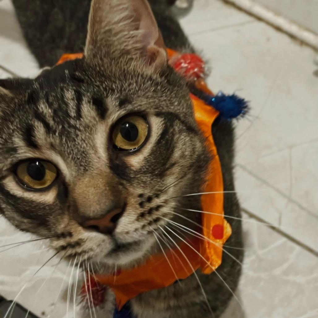 Enlarge Milo, a Adoptable Domestic Short Hair in Brooklyn, NY image 3/6