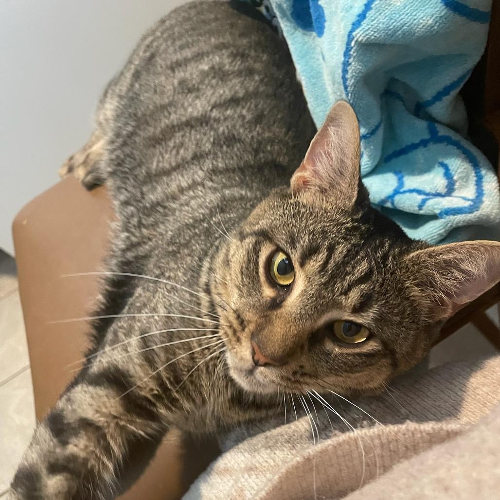 Enlarge Milo, a Adoptable Domestic Short Hair in Brooklyn, NY image 4/6