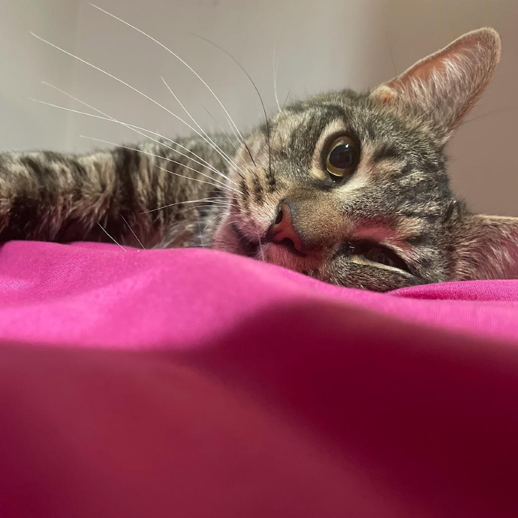 Enlarge Milo, a Adoptable Domestic Short Hair in Brooklyn, NY image 5/6