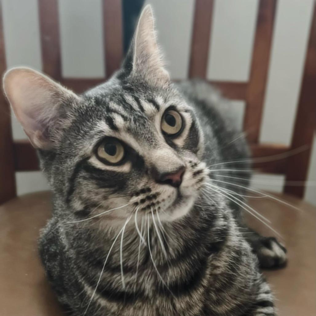 Enlarge Milo, a Adoptable Domestic Short Hair in Brooklyn, NY image 6/6