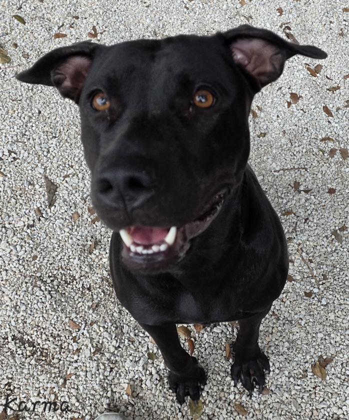 Karma, Adoptable, Adult Female Black Labrador Retriever & Pit Bull Terrier.