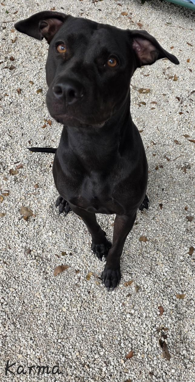 Enlarge Karma, a Adoptable mixed breed in Key Largo, FL image 2/6