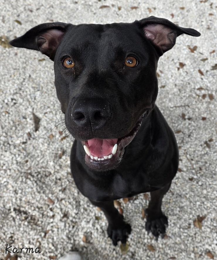 Enlarge Karma, a Adoptable mixed breed in Key Largo, FL image 3/6